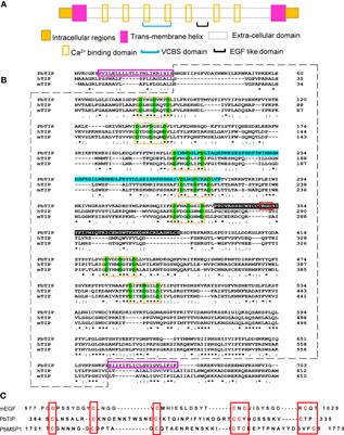 Plasmodium berghei-Released Factor, PbTIP, Modulates the Host Innate Immune Responses